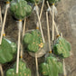 St Patrick’s Day Cake Pops